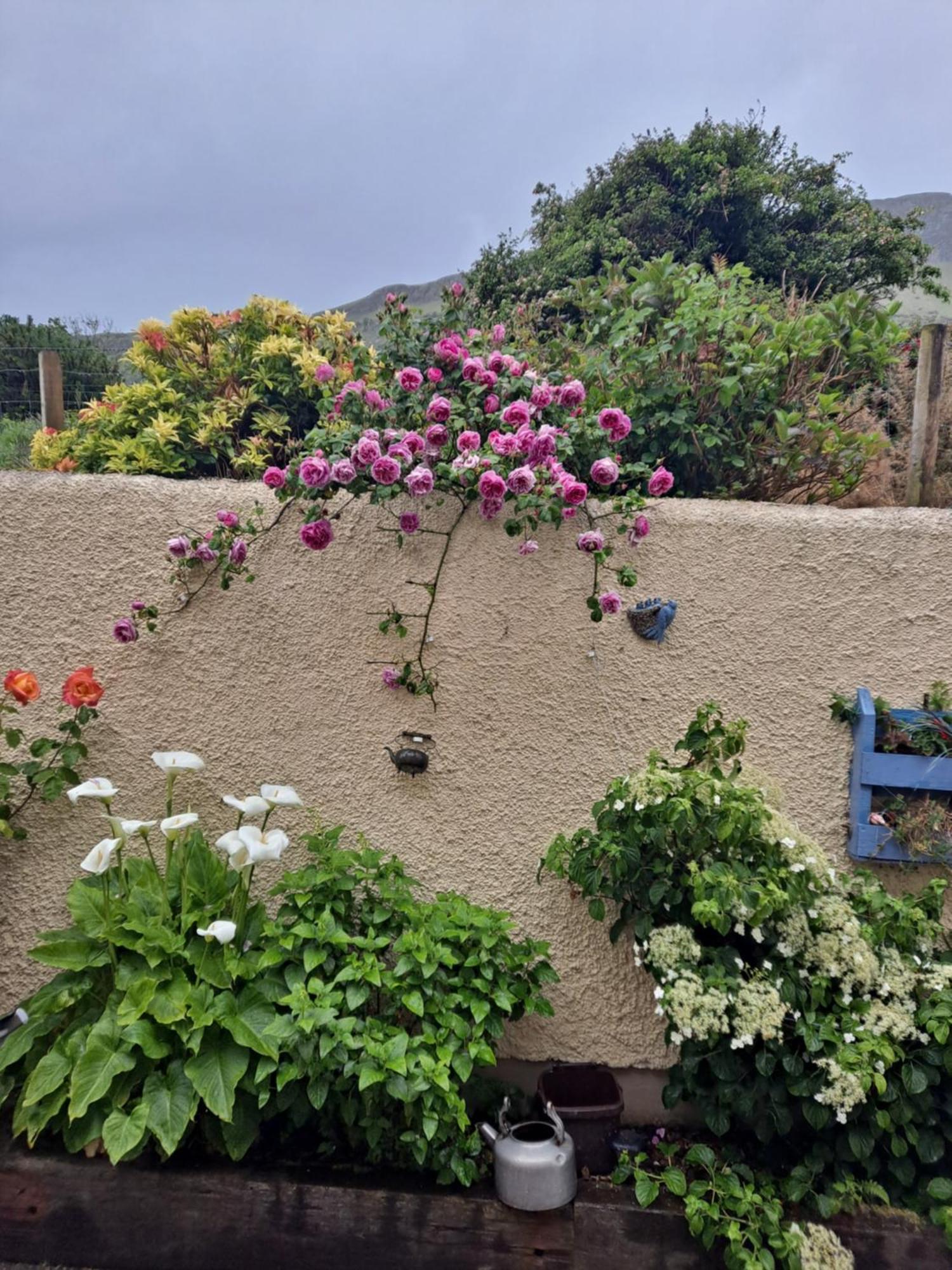 Lurig View B&B Glenariffe Dış mekan fotoğraf